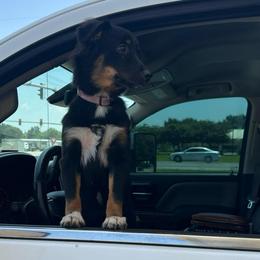 Cricket - Black tri female Miniature Australian Shepherd puppy in Sulphur, Louisiana from Triple J Aussies and Corgis