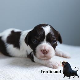 Ferdinand - Brown white and tan male Cockapoo puppy in Canastota, New York from Silver City Cockapoos