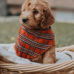 Bernedoodle and Goldendoodle Puppies from Doodles of North Tx