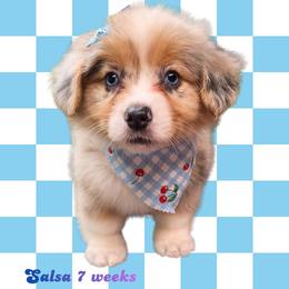 Salsa - Blue merle and white female American Corgi puppy in Mansfield, Ohio from Moonrise corgis