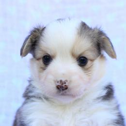 Girl 1 - Black and tan female Pembroke Welsh Corgi puppy in Williams, California from Bear Creek Corgis