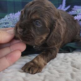 AKC Marsali - Sable female Cocker Spaniel puppy in Morristown, Tennessee from Down in the Holler