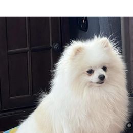 Pomeranian Puppies from Purdy Pomeranian Pooches