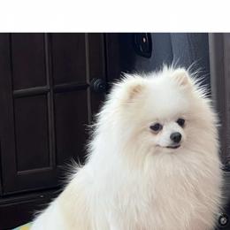 Pomeranian Puppies from Purdy Pomeranian Pooches