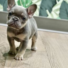 Love - Blue female French Bulldog puppy in Renton, Washington from Laurel Canyon Kennels
