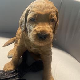 Blaze - Red Collar - Apricot male Goldendoodle puppy in Brea, California from Dhalia’s Doodles