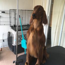 Irish Setter All Grown Up from MJ's Small Town Irish Setters