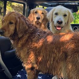 Golden Retrievers from Mountain Run Golden Retrievers
