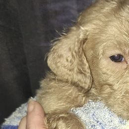 Poodles from Proctor's Parti Poodles & Doodles