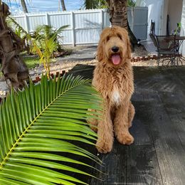 Goldendoodle Puppies from SunriseDoodles