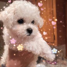 Chloe - White female Bichon Frise puppy in Glen Allen, Virginia from Amori's Royal Bichons