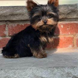 Sapphire VERY Small - Black and gold female Yorkshire Terrier puppy in Maple Heights, Ohio from Yorkiesllc