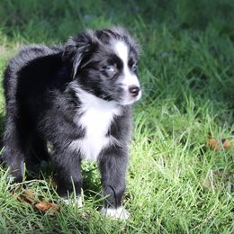 Boy 3 - Miniature Australian Shepherd puppy in Florida from J7 Miniature Australian Shepherds