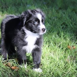 Boy 3 - Miniature Australian Shepherd puppy in Florida from J7 Miniature Australian Shepherds