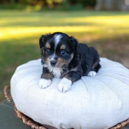Paw Patrol Chase - Black tri male Toy Australian Shepherd puppy in Tennessee from Coolsprings Aussies
