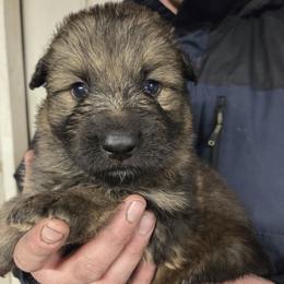 Red Collar Boy - Sable male German Shepherd puppy in Dallas, Pennsylvania from Mountainside German Shepherds