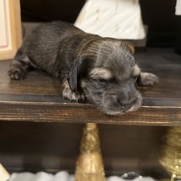 Boy 1 - Cream male Dachshund puppy in Palestine, Texas from Doxie Den🐾