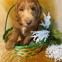 Avi Guardian Home Only - Red  Goldendoodle puppy in Humble, Texas from Texas Shine Doodles
