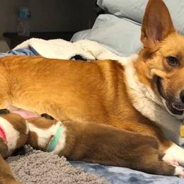 Pembroke Welsh Corgis from Ginger Sky Corgi Ranch