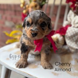 Cherry Almond - Blue merle female Bernedoodle puppy in Herriman, Utah from Gypsi Doodles & Poodles LLC.