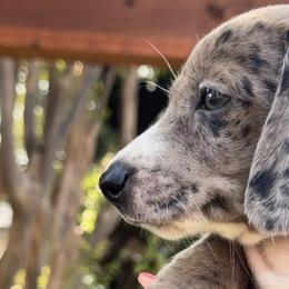 Dachshunds and Pomeranians from Puppiesnat