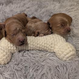 Mabel - Red  female Goldendoodle puppy in Atco, New Jersey from Flannery’s lucky puppies 🍀