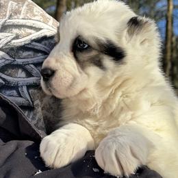 Asta - White female Central Asian Shepherd Dog puppy in East Camden, Arkansas from Stars in the Skyes