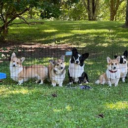 Cardigan Welsh Corgi All Grown Up from Kahukura Cardigans
