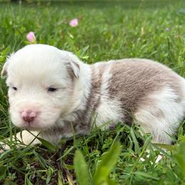 Lummus - Red merle male Miniature Australian Shepherd puppy in Smithville, Arkansas from Cooper Creek Aussies