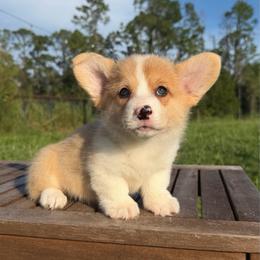 Markus (financing available) - Fawn merle male American Corgi puppy in Inverness, Florida from Canaan Farm Corgis