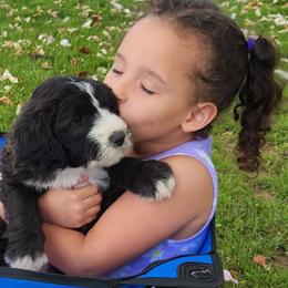 Goldendoodles and Sheepadoodles from Golden Breeds