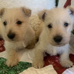 Scottish Terriers from Piper’s Scotties