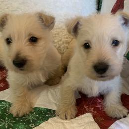 Scottish Terriers from Piper’s Scotties