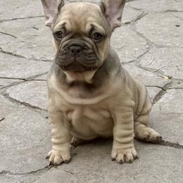 French Bulldog Puppies from Yellowstone Frenchies