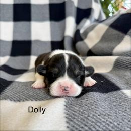 Dolly - Black and tan female Pembroke Welsh Corgi puppy in Waverly, Iowa from A Hurd of Corgis