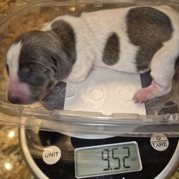 AKC Blue piebald on reserve until thriving. - Piebald female Dachshund puppy in Las Cruces, New Mexico from The Dachshund Den