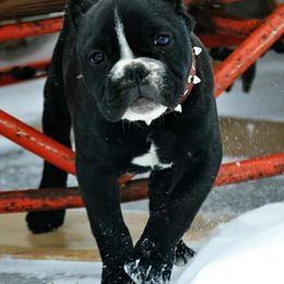 French Bulldog and American Bulldog Puppies from Bingham's Bulldogs LLC