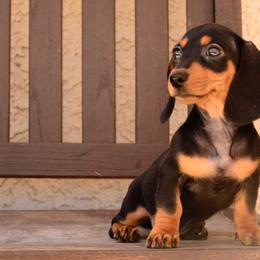 Maxine - Black and tan female Dachshund puppy in Surprise, Arizona from Molina Family Farms