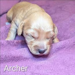 Archer - Golden male Cockapoo puppy in Sunset, Louisiana from Cano Cockapoos