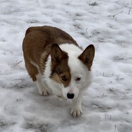 Bonnet - Pembroke Welsh Corgi