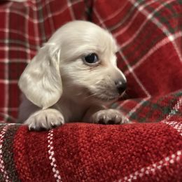 Elvira - Cream female Dachshund puppy in Sebring, Florida from Mini Weenies