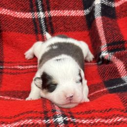 Andy - Black and tan male American Corgi puppy in Washington, Arkansas from Foxy Knoll Farm
