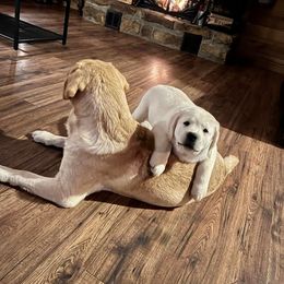 Labrador Retriever Puppies from Fairfax Pines English Labradors