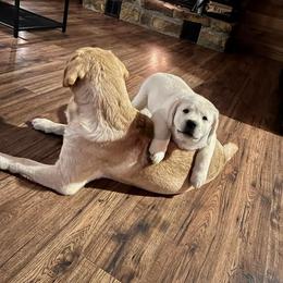 Labrador Retriever Puppies from Fairfax Pines English Labradors