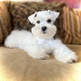 Miniature Schnauzer Puppies from Silver Sage Schnauzers