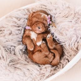 Bernedoodle and Goldendoodle Puppies from Hommel’s Mini Darling Doodles