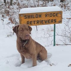 Chesapeake Bay Retrievers from Shiloh Ridge Retrievers