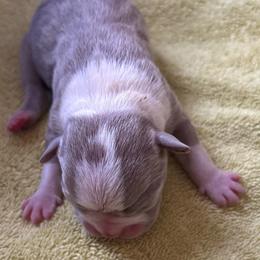 J2 Lilac Male - Lilac male Boston Terrier puppy in Mc Donough, Georgia from Ballard Boston Terriers