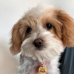 Peach - Maltipoo