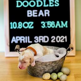 Aussiedoodle, Double Doodle, Goldendoodle, and Poodle Puppies from Hope’s Doodles